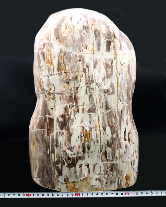 縦40センチ弱、重量16キログラム超えの巨大な珪化木(Petrified wood)。インドネシア産(その11)