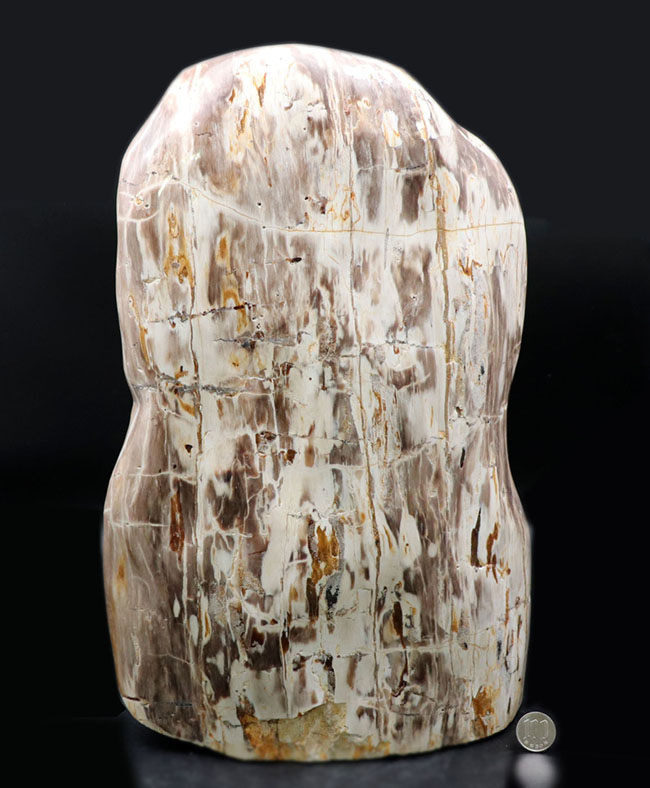 縦40センチ弱、重量16キログラム超えの巨大な珪化木(Petrified wood)。インドネシア産(その12)