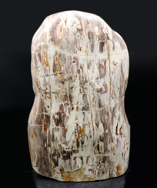 縦40センチ弱、重量16キログラム超えの巨大な珪化木(Petrified wood)。インドネシア産(その2)