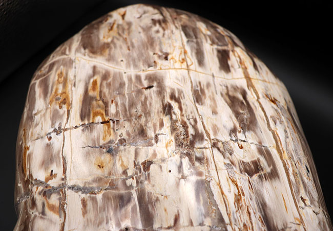 縦40センチ弱、重量16キログラム超えの巨大な珪化木(Petrified wood)。インドネシア産(その3)