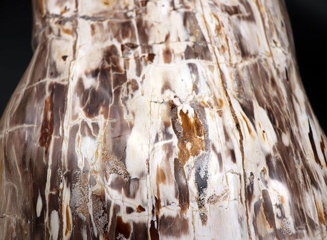 縦４０センチ弱、重量１６キログラム超えの巨大な珪化木（Petrified wood）。インドネシア産（その4）