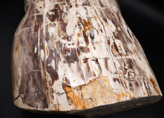 縦40センチ弱、重量16キログラム超えの巨大な珪化木(Petrified wood)。インドネシア産(その5)