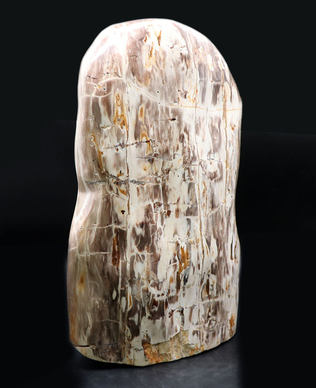 縦40センチ弱、重量16キログラム超えの巨大な珪化木(Petrified wood)。インドネシア産(その6)