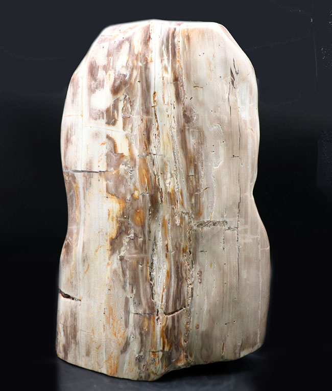 縦40センチ弱、重量16キログラム超えの巨大な珪化木(Petrified wood)。インドネシア産(その7)