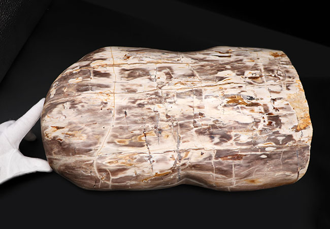 縦４０センチ弱、重量１６キログラム超えの巨大な珪化木（Petrified wood）。インドネシア産（その8）