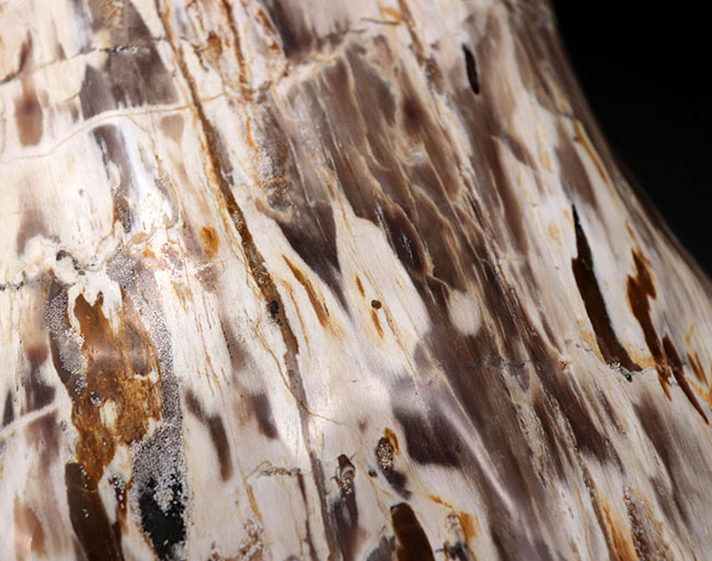 縦40センチ弱、重量16キログラム超えの巨大な珪化木(Petrified wood)。インドネシア産(その9)
