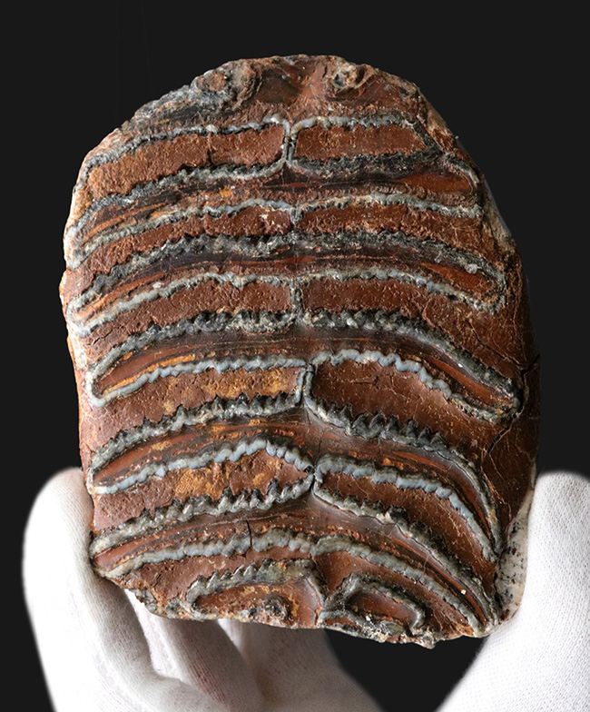 サービスプライス！オランダで採集されたウーリーマンモス（Mammuthus primigenius）の臼歯の化石（その2）