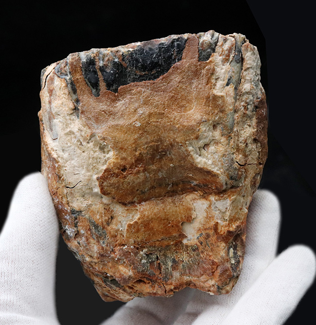 サービスプライス！オランダで採集されたウーリーマンモス（Mammuthus primigenius）の臼歯の化石（その6）