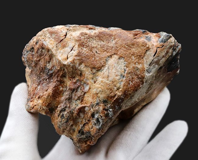 サービスプライス！オランダで採集されたウーリーマンモス（Mammuthus primigenius）の臼歯の化石（その7）