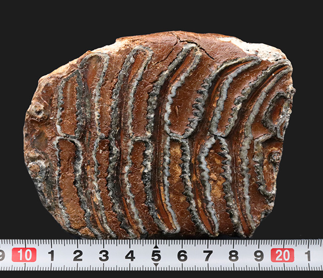 サービスプライス！オランダで採集されたウーリーマンモス（Mammuthus primigenius）の臼歯の化石（その8）
