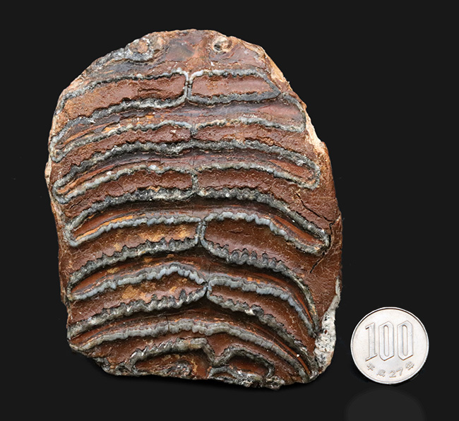 サービスプライス！オランダで採集されたウーリーマンモス（Mammuthus primigenius）の臼歯の化石（その9）