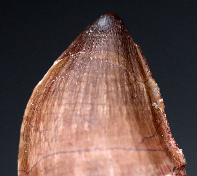 野太い!白亜紀の巨大な海生爬虫類、モササウルス(Mosasaurus)科の生物の歯化石(その5)
