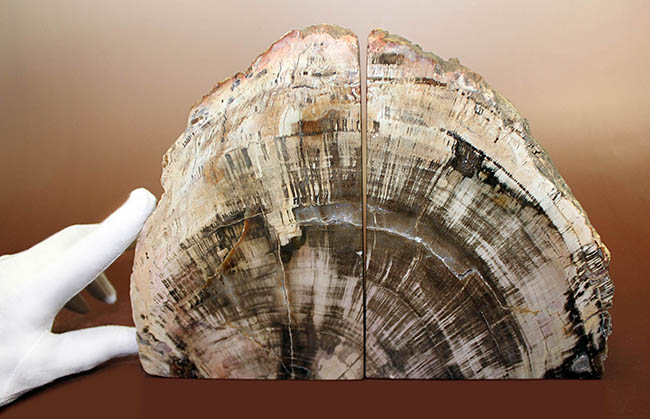 迫力７kg超え！高級感抜群のブラジル産珪化木（ケイカボク）、ブックエンドに最適。（その5）