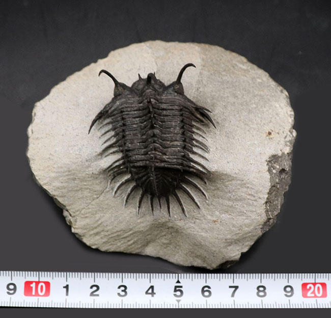 超棘棘！【Comura bultyncki】三葉虫 化石標本★trilobite 超棘棘！【Comura bultyncki】三葉虫 化石標本trilobite（超棘棘