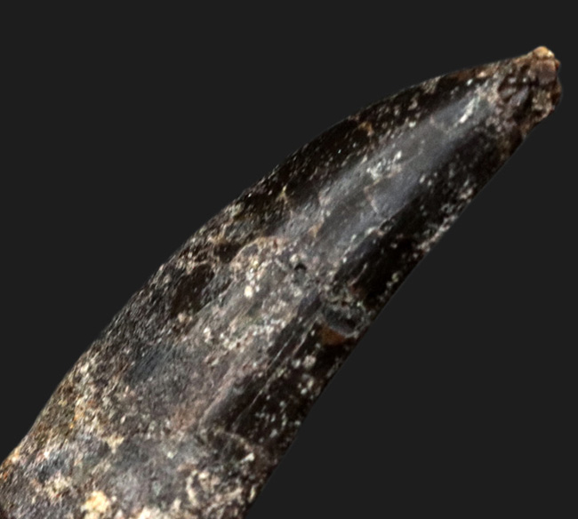 オールドコレクション!恐竜界のスーパースター!恐竜コレクター垂涎のレア標本、あのアロサウルス(Allosaurus fragilis)の歯化石(その5)