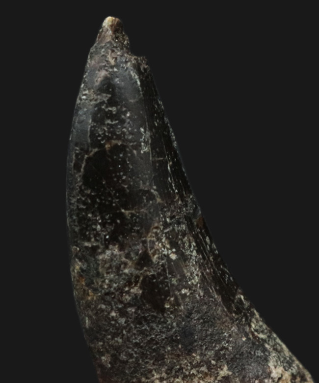 オールドコレクション!恐竜界のスーパースター!恐竜コレクター垂涎のレア標本、あのアロサウルス(Allosaurus fragilis)の歯化石(その6)