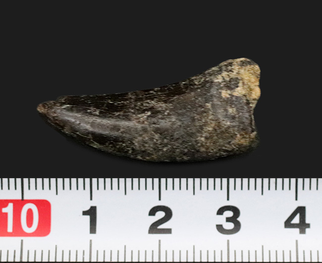 オールドコレクション!恐竜界のスーパースター!恐竜コレクター垂涎のレア標本、あのアロサウルス(Allosaurus fragilis)の歯化石(その7)