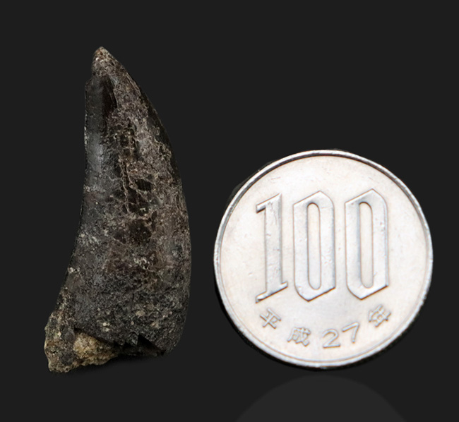 オールドコレクション!恐竜界のスーパースター!恐竜コレクター垂涎のレア標本、あのアロサウルス(Allosaurus fragilis)の歯化石(その8)