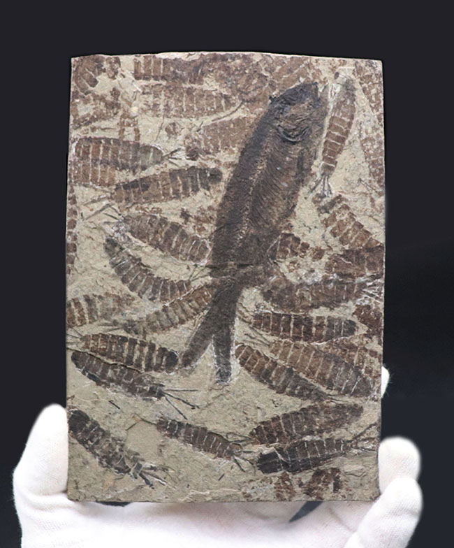 化石　迫力あり！おぞましいほどのカゲロウの幼虫が保存された、ぞっとする群集化石　販売