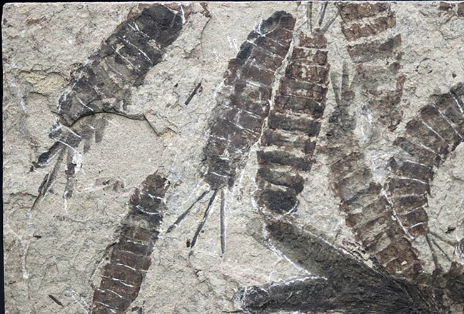 迫力あり！おぞましいほどのカゲロウの幼虫が保存された、ぞっとする群集化石（その7）