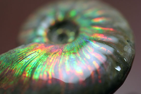 1億2千万年前の輝きを貴方に!上質、マダガスカル産イリデッセンス(iridescence)アンモナイト(その13)
