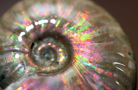 1億2千万年前の輝きを貴方に!上質、マダガスカル産イリデッセンス(iridescence)アンモナイト(その14)