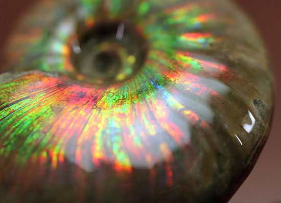 1億2千万年前の輝きを貴方に!上質、マダガスカル産イリデッセンス(iridescence)アンモナイト(その15)