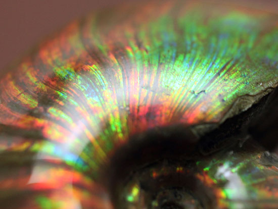 1億2千万年前の輝きを貴方に！上質、マダガスカル産イリデッセンス（iridescence）アンモナイト（その16）