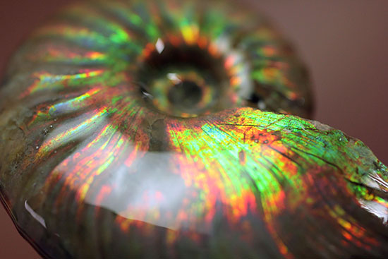 1億2千万年前の輝きを貴方に!上質、マダガスカル産イリデッセンス(iridescence)アンモナイト(その3)