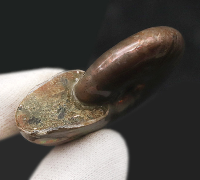 これがマダガスカル遊色アンモナイトの本気!レインボーカラーの放つ、トップクオリティのクレオニセラス(Cleoniceras)(その9)