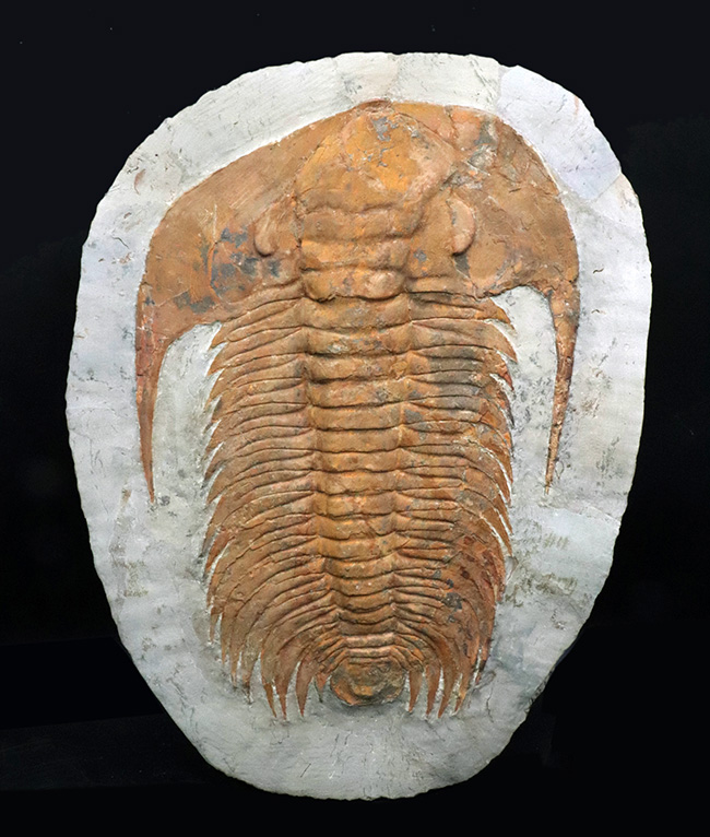 怪物!カンブリア紀中期の特大三葉虫、アカドパラドキシデス(Acadoparadoxides )(その1)