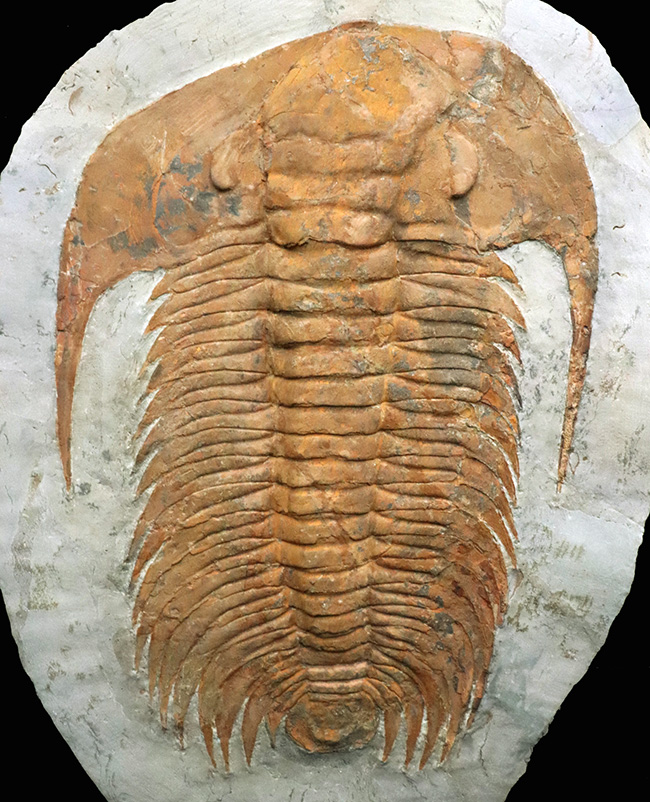 怪物!カンブリア紀中期の特大三葉虫、アカドパラドキシデス(Acadoparadoxides )(その10)