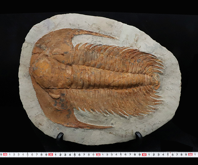 怪物!カンブリア紀中期の特大三葉虫、アカドパラドキシデス(Acadoparadoxides )(その11)