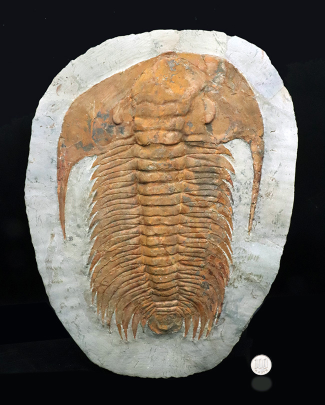 怪物!カンブリア紀中期の特大三葉虫、アカドパラドキシデス(Acadoparadoxides )(その12)