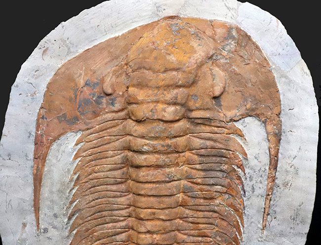 怪物!カンブリア紀中期の特大三葉虫、アカドパラドキシデス(Acadoparadoxides )(その2)