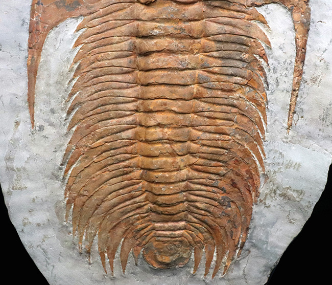 怪物！カンブリア紀中期の特大三葉虫、アカパラドキシデス（Acadoparadoxides ）（その3）