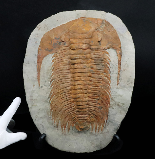 怪物!カンブリア紀中期の特大三葉虫、アカドパラドキシデス(Acadoparadoxides )(その4)