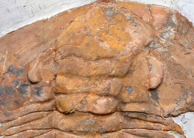 怪物！カンブリア紀中期の特大三葉虫、アカパラドキシデス（Acadoparadoxides ）（その5）