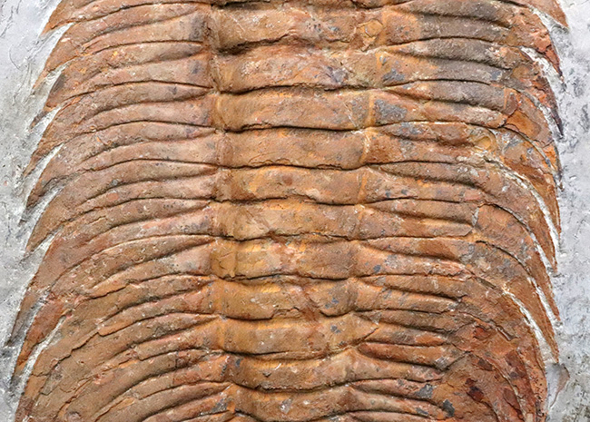 怪物!カンブリア紀中期の特大三葉虫、アカドパラドキシデス(Acadoparadoxides )(その6)