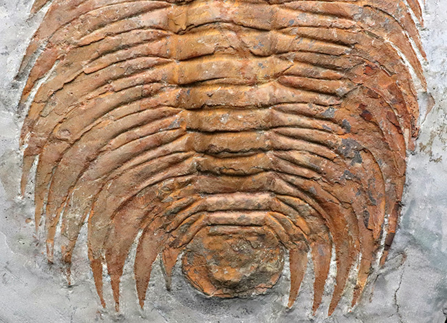 怪物!カンブリア紀中期の特大三葉虫、アカドパラドキシデス(Acadoparadoxides )(その7)