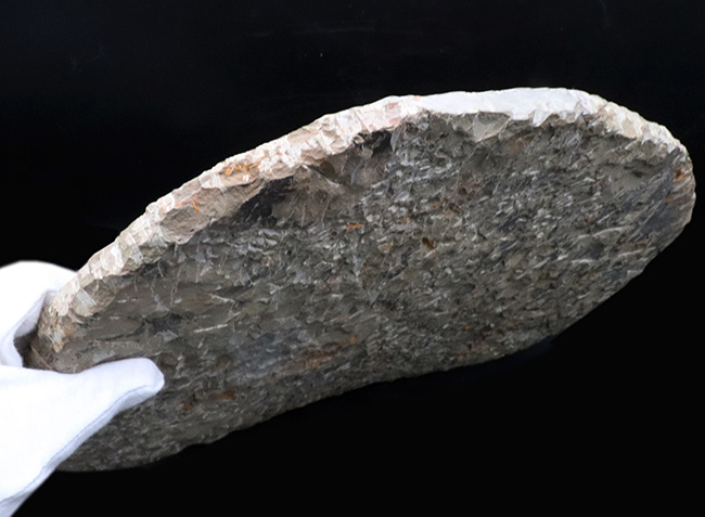 怪物!カンブリア紀中期の特大三葉虫、アカドパラドキシデス(Acadoparadoxides )(その9)