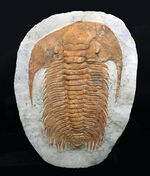 怪物！カンブリア紀中期の特大三葉虫、アカパラドキシデス（Acadoparadoxides ）
