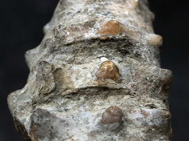 日本が現在よりも温暖だった頃の絶滅巻き貝、立派な突起を多数備えたビカリア(Vicarya)の化石(その5)