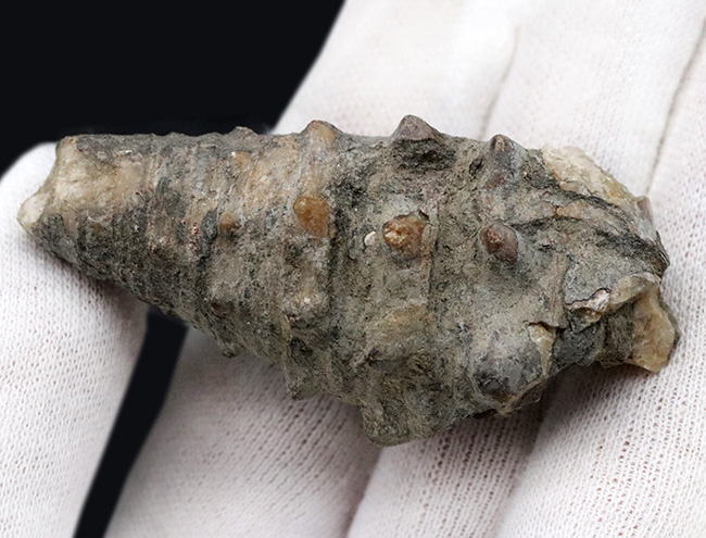 日本が現在よりも温暖だった頃の絶滅巻き貝、立派な突起を多数備えたビカリア(Vicarya)の化石(その6)