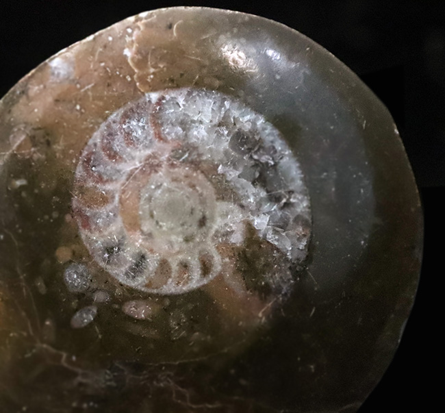 インテリアとしても映える、古生代デボン紀のオウムガイ類ポリッシュ化石はいかがでしょうか(その2)