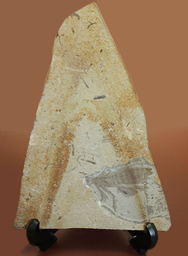 中国遼寧省産、白亜紀前期のヤゴ化石（トンボの幼虫）。65ミリ、大きい！（その1）
