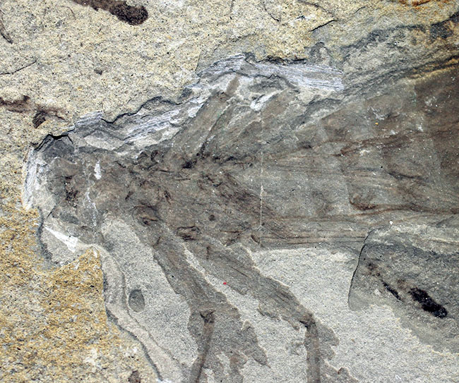 中国遼寧省産、白亜紀前期のヤゴ化石（トンボの幼虫）。65ミリ、大きい！（その10）