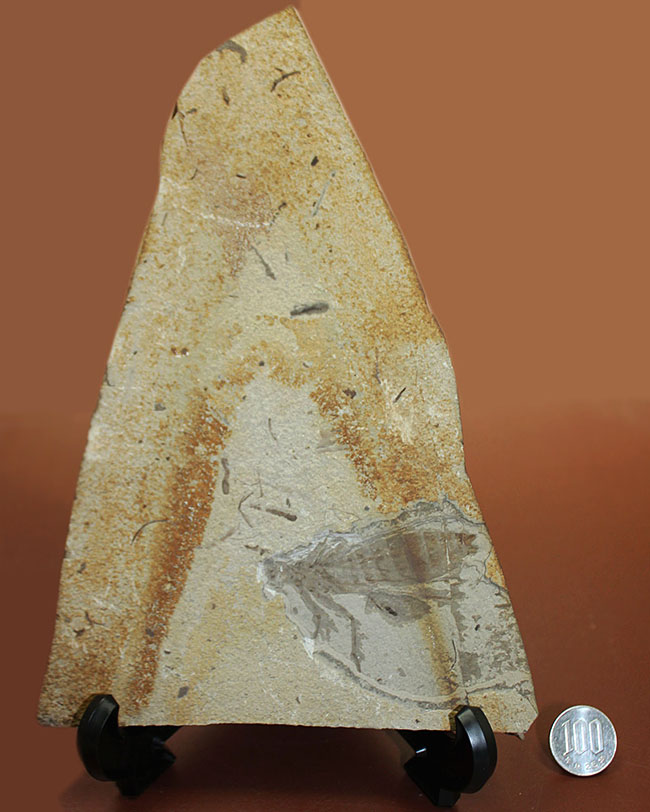 中国遼寧省産、白亜紀前期のヤゴ化石（トンボの幼虫）。65ミリ、大きい！（その12）