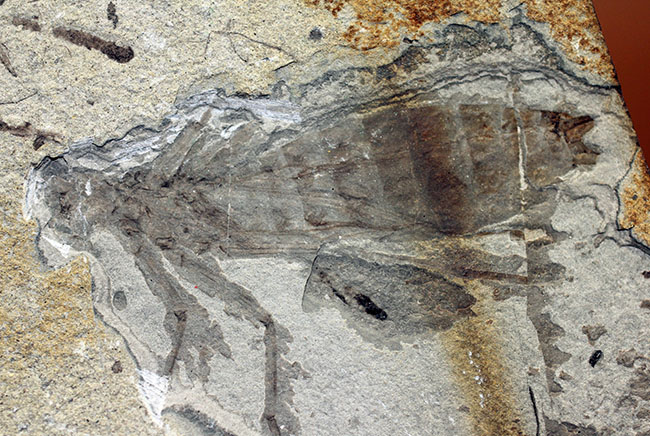 中国遼寧省産、白亜紀前期のヤゴ化石（トンボの幼虫）。65ミリ、大きい！（その2）