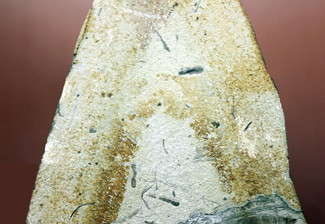 中国遼寧省産、白亜紀前期のヤゴ化石（トンボの幼虫）。65ミリ、大きい！（その4）